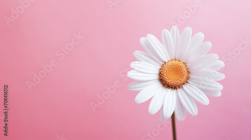 White daisy on a pink background with copy space