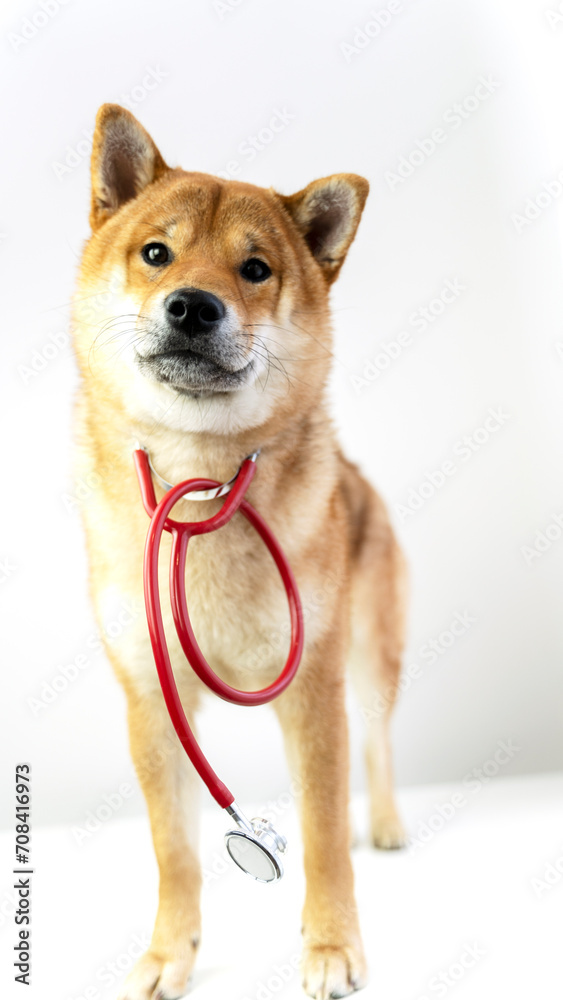 Shiba inu at the vet with a stethoscope