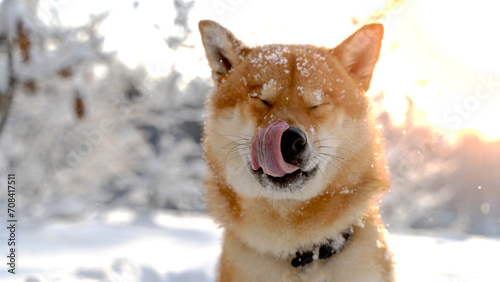 Photography Shiba inu outdoors in winter luz