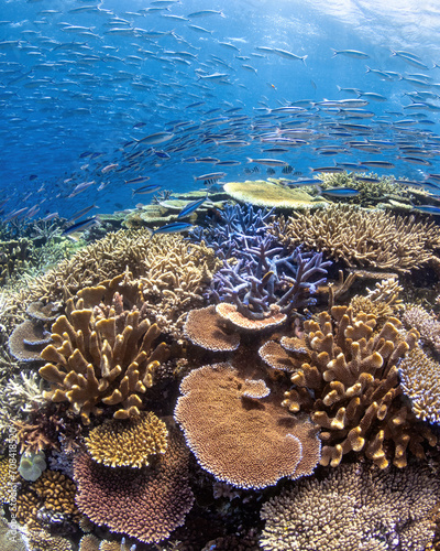 Large school of tropical fish at the healthy section of the Great Barrier Reef with the variety of hard corals