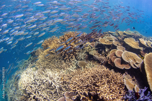 Fototapeta Naklejka Na Ścianę i Meble -  Large school of tropical fish at the healthy section of the Great Barrier Reef with the variety of hard corals
