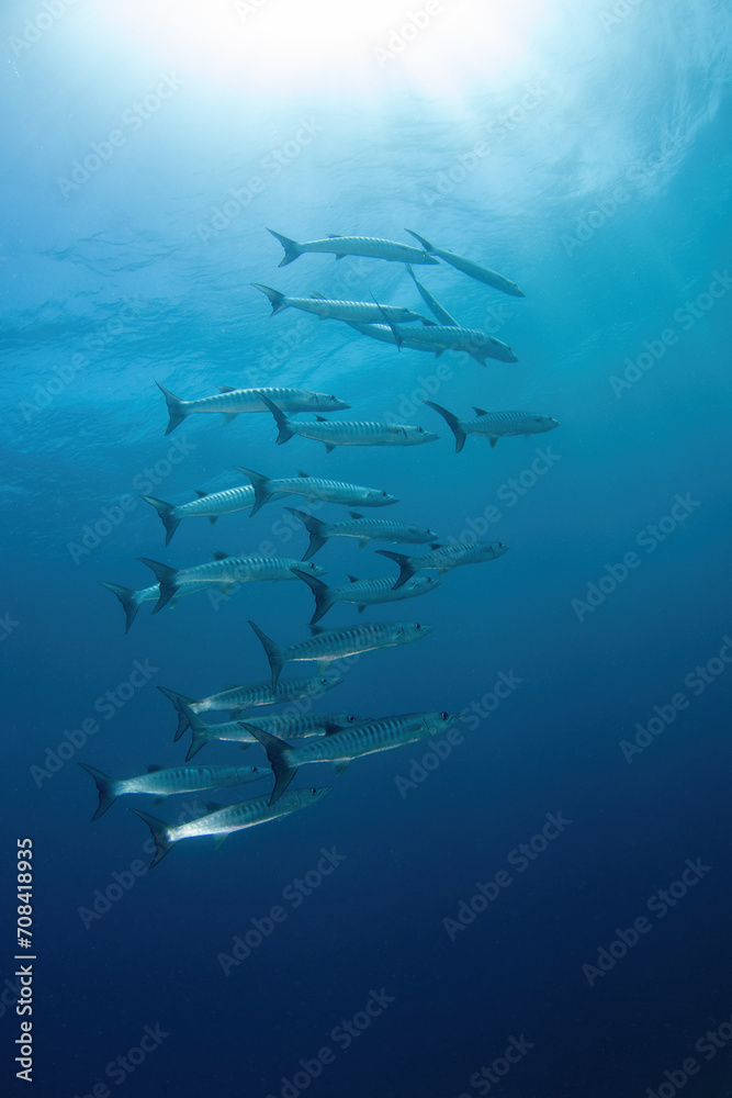 Naklejka premium A small school of barracuda