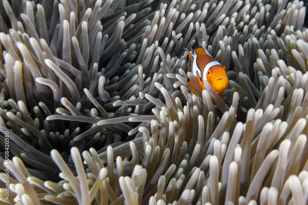 Clown Fish among the anemone tentacles Clown Fish among the anemone tentacles