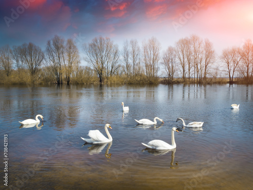 white swans on the river.