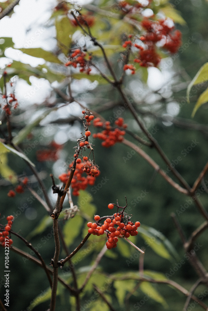 Red viburnum berries on a tree branch in a green forest. Blurred background, vertical image format.