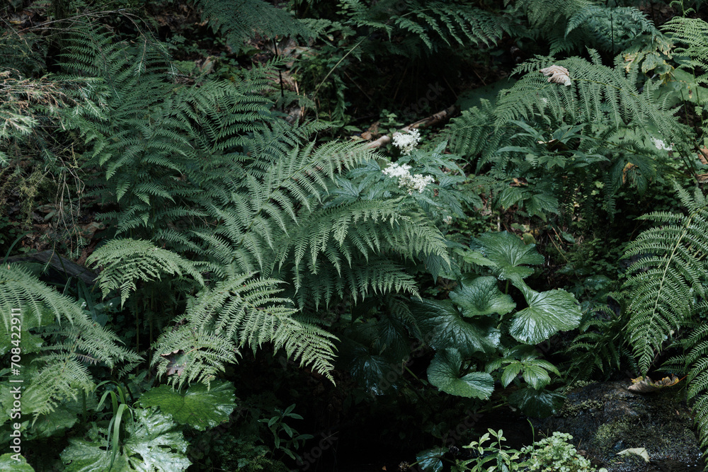 Dark green photo of forest fern. Large leaves of green color, in dark colors. Horizontal image format.