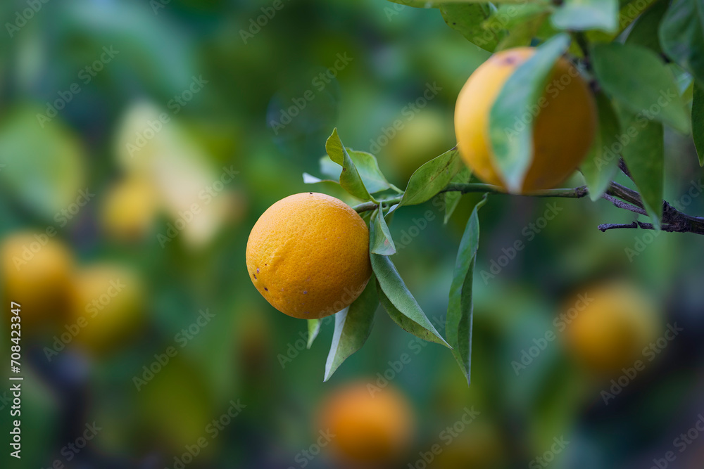 Apfelsine, Alcantara Schlucht, Sizilien, Italien, 28.10.2023 > english> Orange, Alcantara Gorge, Sicily, Italy, October 28, 2023