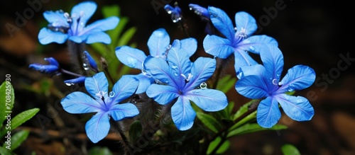 A small blue-flowered plant from Southeast Asia, considered a weed, widely distributed globally. In Brazil, it's known as 