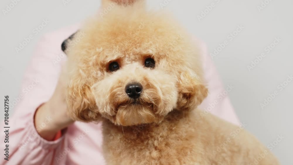 Slow motion. Groomer grooms little cute poodle puppy with trimmer. A woman doing her hair at a pet hairdresser in a grooming salon. Beautiful little puppy in a grooming salon or veterinary clinic.