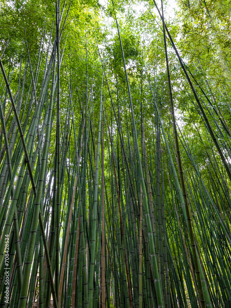 Floresta de bambus. Imagem de fundo natural. Floresta de bambus. Imagem de fundo natural.