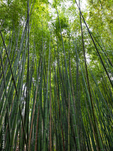 Floresta de bambus. Imagem de fundo natural. 