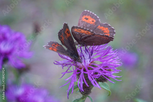 Two Large ringlet (Erebia euryale isaria) butterflies on a violet bloom against green blurred background. photo