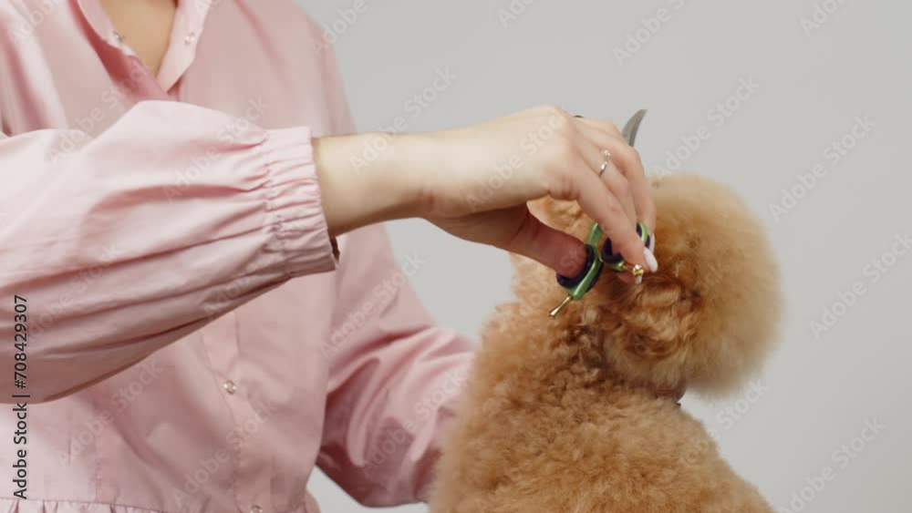 A professional pet groomer gives a cute haircut to a poodle dog with scissors. A woman doing her hair at a pet hair salon. grooming salon. Pet spa.