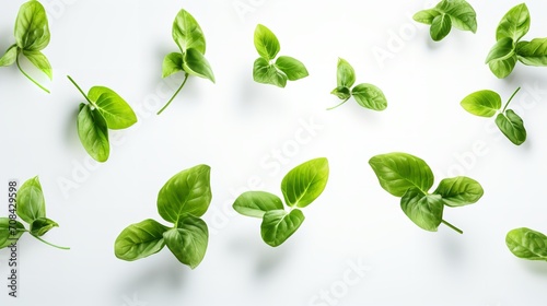 A group of soaring basil leaves against a white backdrop, close up, raw food, falling, Generative AI. photo