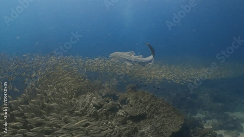 Leopard Shark swim Phuket Thailand 2