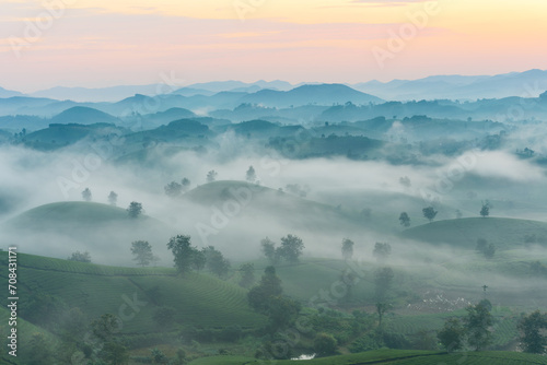 Fototapeta Naklejka Na Ścianę i Meble -  Sunrise on Long Coc tea hill, Phu Tho province, Vietnam.