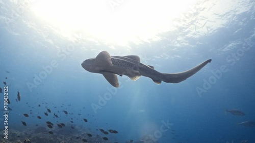 Leopard Shark swim Phuket Thailand 