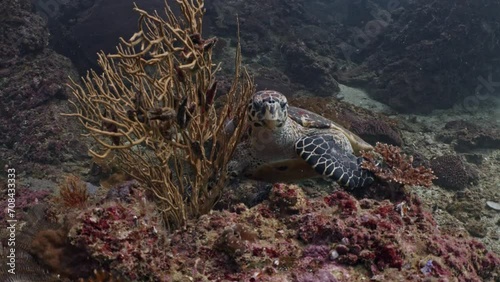Green Turtle Phi Phi Phuket Thailand