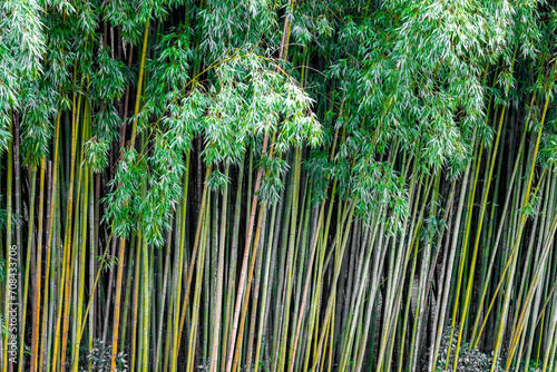 Imagem de fundo natural formada por uma floresta de bambus 