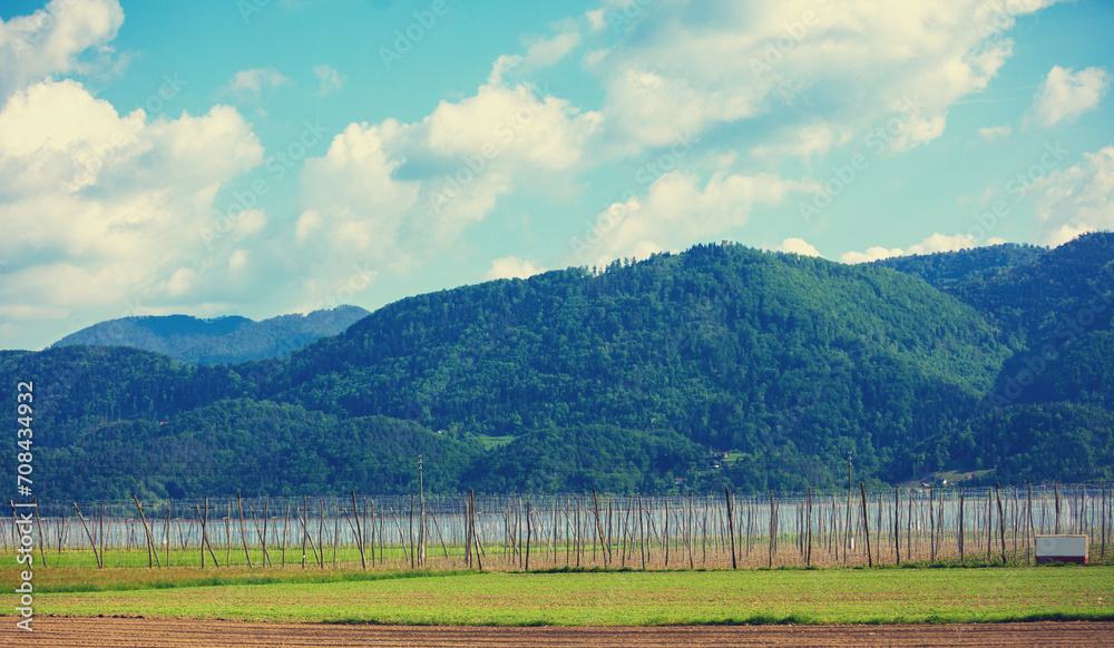Naklejka premium Grapevine plantation. Grape nursery against the backdrop of a mountain