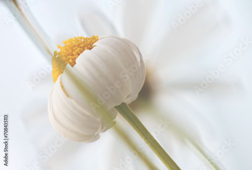white daisy close up