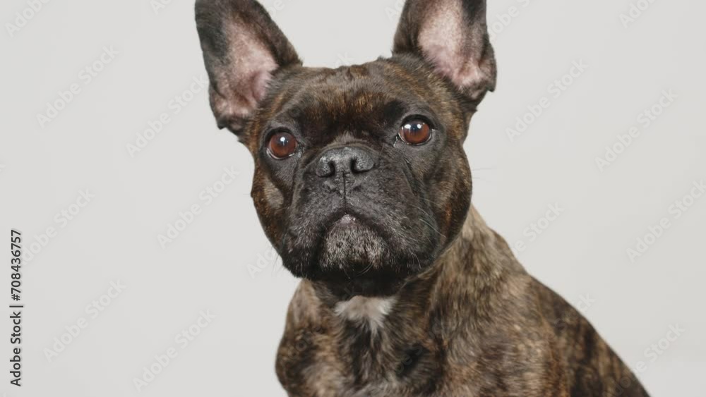 Slow motion.French bulldog on a light isolated background looks at the camera and around with interest. The concept of a purebred dog and positive emotions. Slow motion.French bulldog on a light isolated background looks at the camera and around with interest. The concept of a purebred dog and positive emotions.
