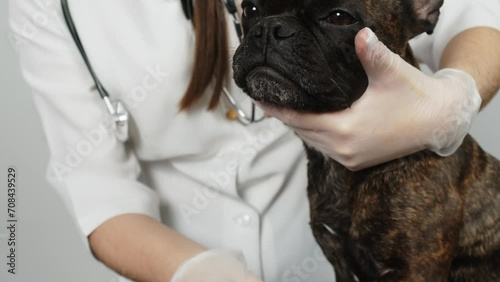 Slow motion.Cute female veterinarian examining a French bulldog dog on a light background. Professional medical care for pets. photo