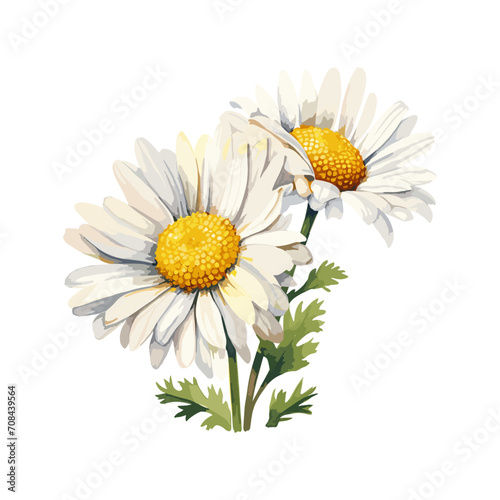 watercolor daisy clipart for graphic resources