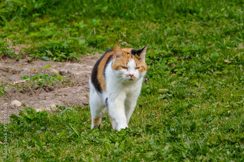 colorful house cat walks through the backyard colorful house cat walks through the backyard