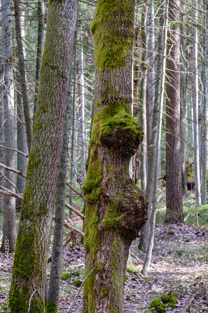 Naklejka premium moss covered tree trunks in wild forest