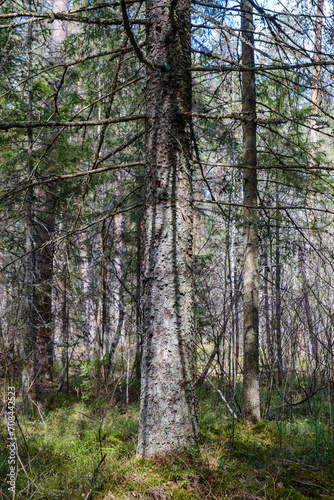 moss covered tree trunks in wild forest