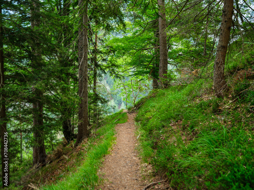 moss covered tree trunks in wild forest