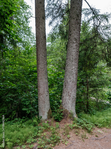 moss covered tree trunks in wild forest © Martins Vanags