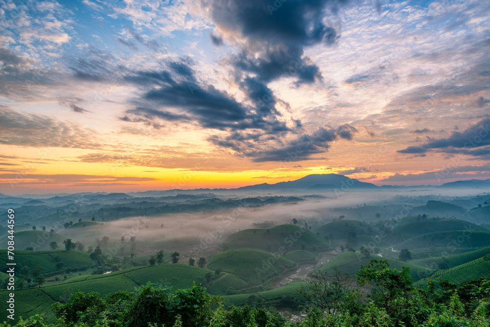 Fototapeta premium Sunrise on Long Coc tea hill, Phu Tho province, Vietnam.