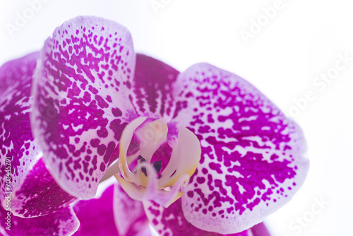 Orchid, white background