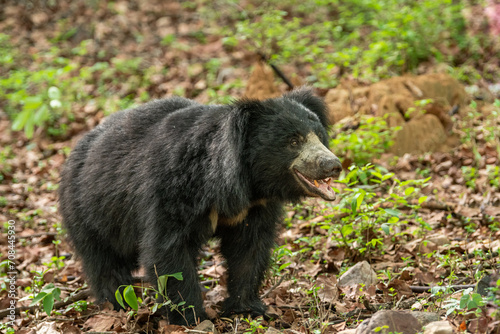 wild Sloth bear or Melursus ursinus or Indian bear closeup or portrait adult male face expression in natural green background habitat Dangerous black animal Ranthambore National Park Rajasthan India