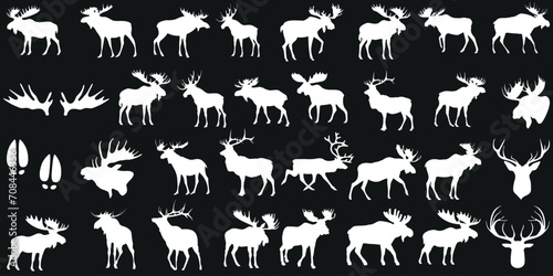 Moose silhouettes, moose vector collection, wildlife, nature, antlers. Diverse set, various poses, angles. wildlife illustrations. Majestic, powerful, standing, walking, grazing, resting.