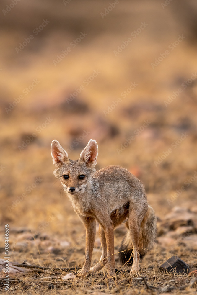 indian fox or Bengal fox or Vulpes bengalensis head on closeup or portrait with eye contact in summer season wildlife safari at ranthambore national park forest reserve sawai madhopur rajasthan india indian fox or Bengal fox or Vulpes bengalensis head on closeup or portrait with eye contact in summer season wildlife safari at ranthambore national park forest reserve sawai madhopur rajasthan india