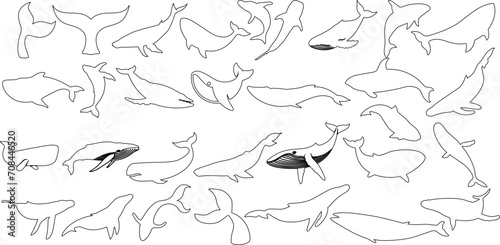 Whale outlines, whale vector art illustration, black and white, marine life theme. Perfect for educational materials, coloring books, nautical designs