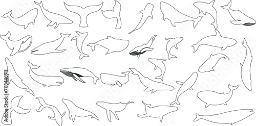 Whale line art, diverse species, vector illustration. Perfect for educational content, wildlife preservation campaigns, ocean-themed designs photo