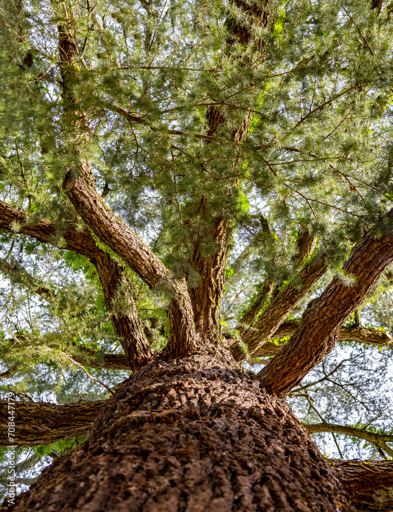 Pinheiro ou abeto. Tronco e ramos de uma árvore conifera do género ...