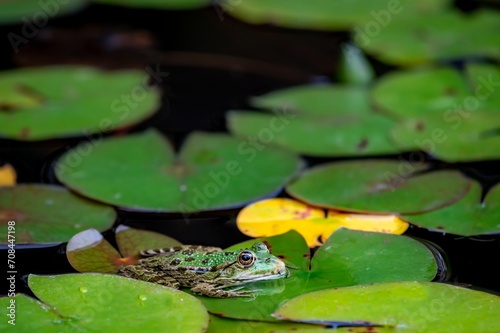 Fototapeta Naklejka Na Ścianę i Meble -  Frog resting. Pool frog sitting on leaf. Pelophylax lessonae. European frog. Marsh frog with Nymphaea leaf.