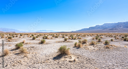 Desert and pluchea sericea shrub at Devils Cornfield. Arrow weed growing in the Devil's Cornfield, Death Valley National Park, California, United States.