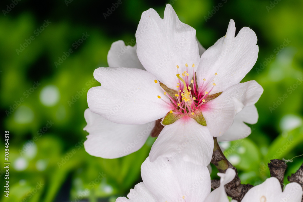 almond blossom isolated in macro photography almond blossom isolated in macro photography