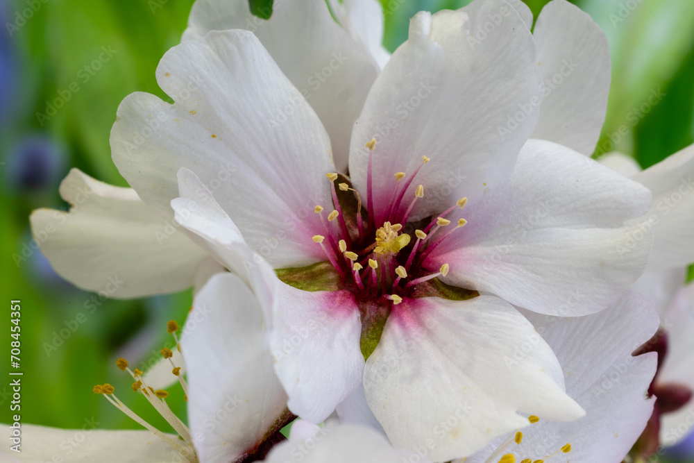 almond blossom isolated in macro photography almond blossom isolated in macro photography