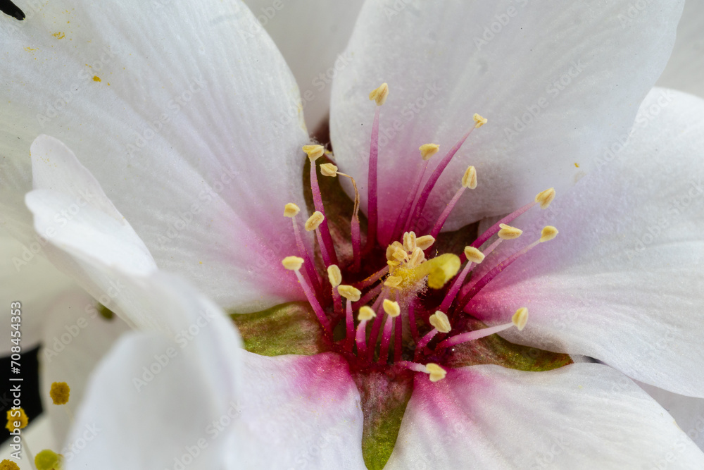 Fototapeta premium almond blossom isolated in macro photography