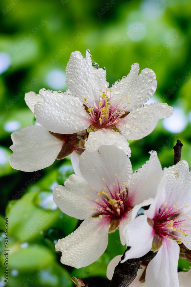 almond blossom isolated in macro photography almond blossom isolated in macro photography