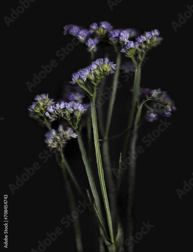 Flower scan background. Scanned flat limonium bouquet. Glitchy abstract distorted flowers of sea lavender. Colorful bright photocopy with scanner noise effect for advertising, poster or postcard.