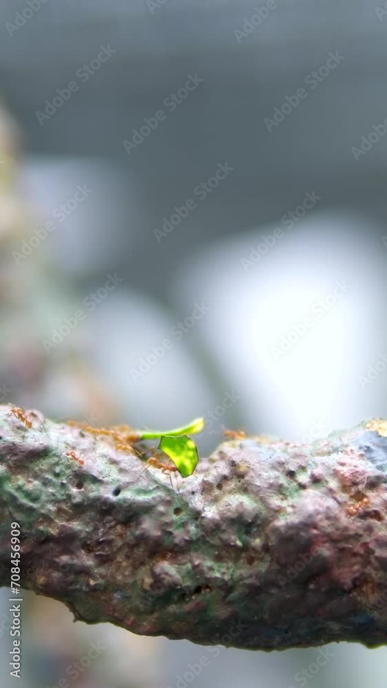 Wildlife video of Red ants walking on tree trunk with blur green nature background. Ants crawling on tree bark. Close up footage of insect. Thailand, Phuket island. Wildlife video of Red ants walking on tree trunk with blur green nature background. Ants crawling on tree bark. Close up footage of insect. Thailand, Phuket island.