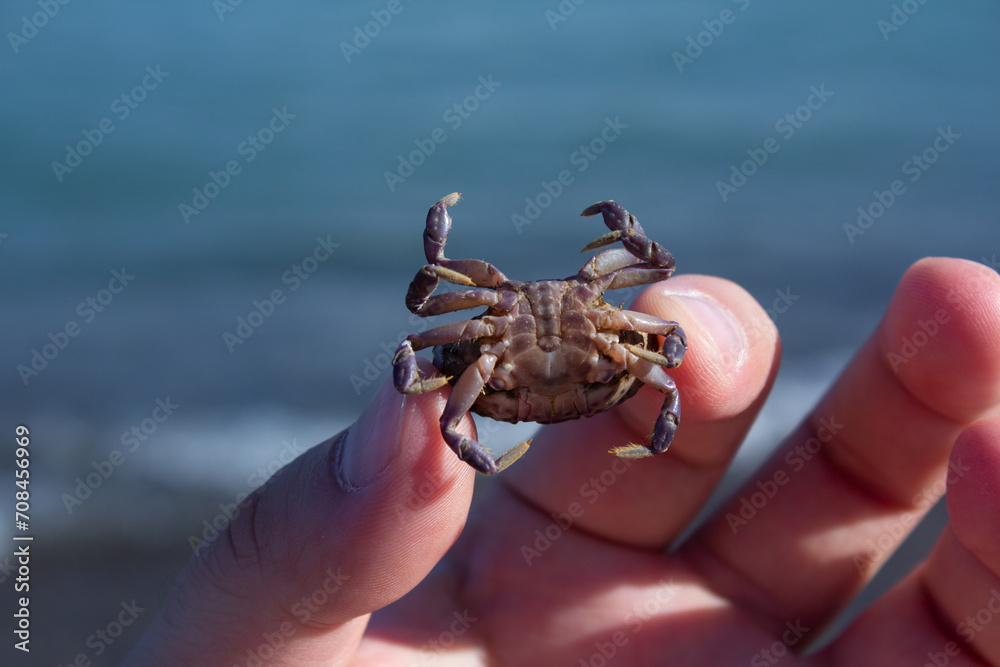 Man holds small sea crab in his hand. Male hand against background of ocean water. Waves. Concept of summer vacation, holiday by sea, tourism, travel, relax. Batumi, Georgia. Man holds small sea crab in his hand. Male hand against background of ocean water. Waves. Concept of summer vacation, holiday by sea, tourism, travel, relax. Batumi, Georgia.